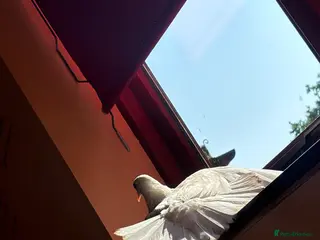 Doves birds Dove - Advert 16