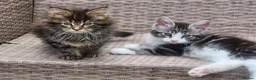 Maine Coon cats for sale: Maine Coons Ready Now!! 4 male 1 female  - Advert 16