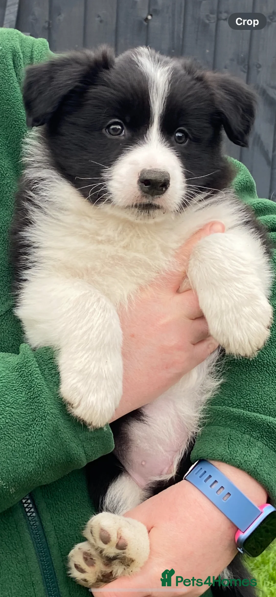 Border Collie dogs for stud: For stud. KC reg and proven.  - Advert 2