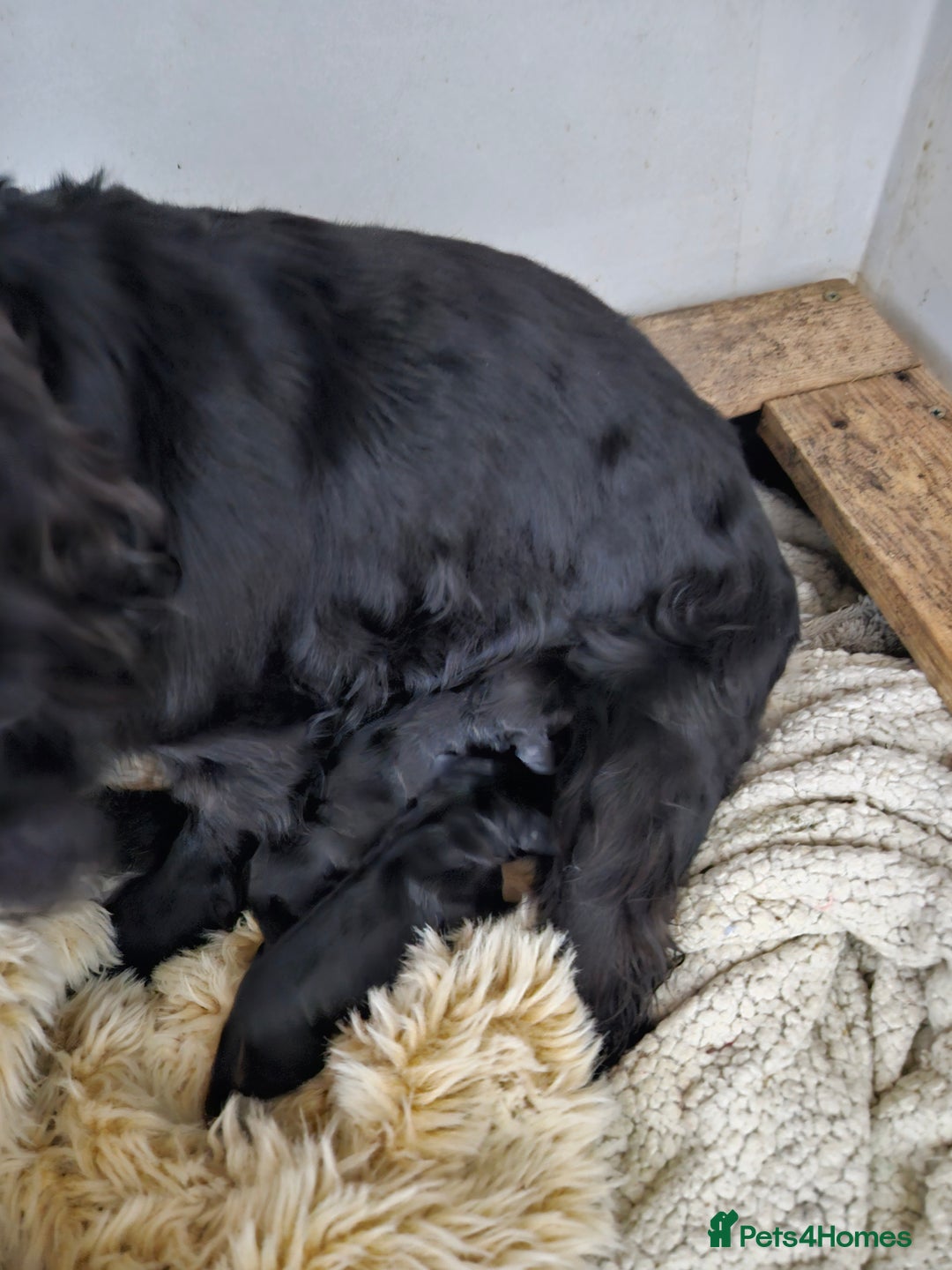 Cocker Spaniel dogs for sale: Cocker Spaniel pups - Advert 9