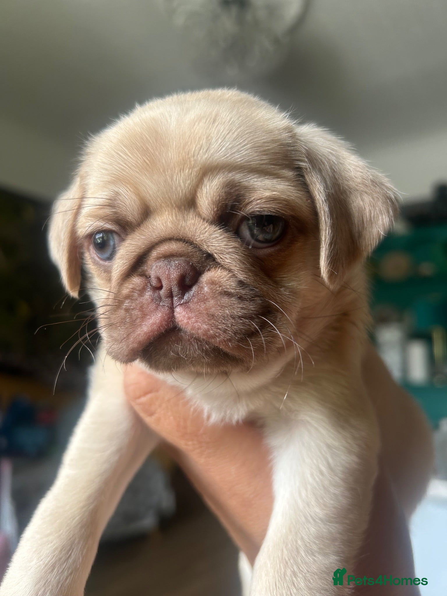 Pug dogs Quality Chocolate Pug Puppies available  - Advert 19