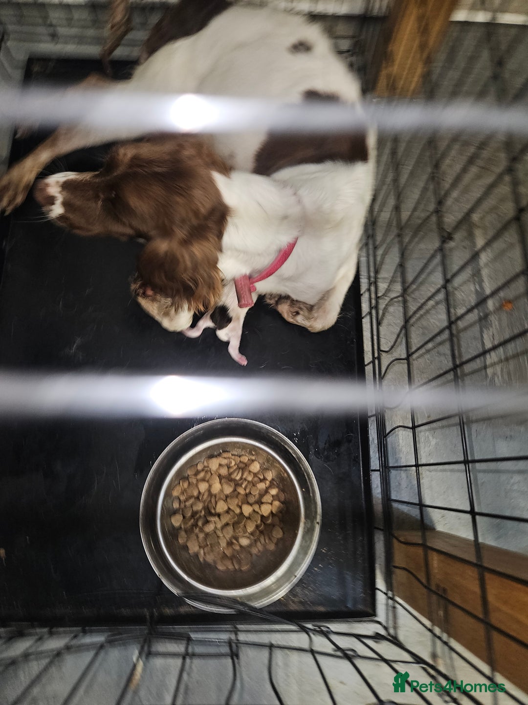 English Springer Spaniel dogs for sale: 1 brown and white female  - Image 2