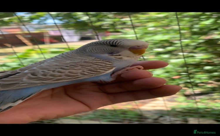 Mixed Breed birds - Advert 5