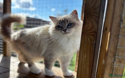Ragdoll cats for sale: Available gccf registered tabby mitted girl  - Image 4