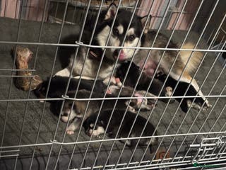 Pomsky dogs F4 tiny pomsky pups REDUCED need homes now - Advert 1