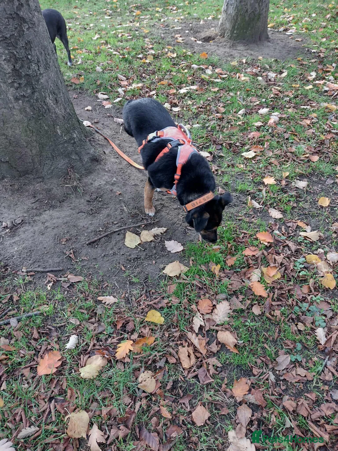 Mixed Breed dogs for adoption: Bumble for adoption - Advert 6