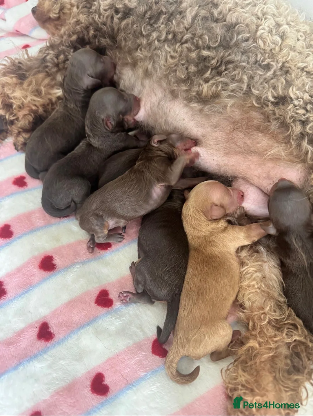Toy Poodle dogs for sale: Stunning chocolate phantom toy Poodle Litter  - Advert 17