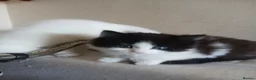 Mixed Breed cats for sale: kittens to good home  - Advert 8
