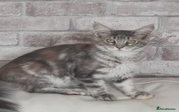 Maine Coon cats for sale: Full pedigree maine coon kittens for sale - Image 14