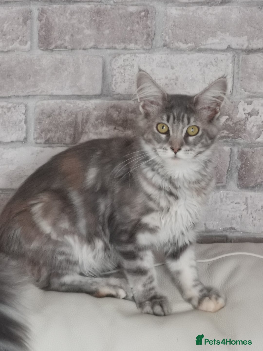 Maine Coon cats for sale: Full pedigree maine coon kittens for sale - Image 14