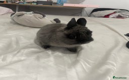 Netherland Dwarf rabbits for sale: Charlie Netherlands dwarf bunny  - Image 1