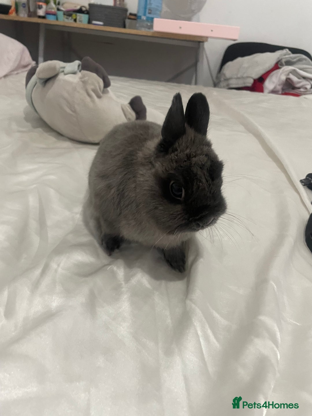 Netherland Dwarf rabbits for sale: Charlie Netherlands dwarf bunny  - Image 1