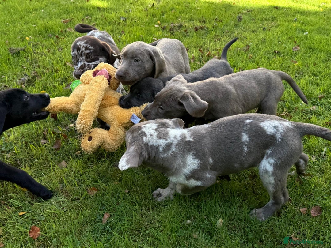Labrador Retriever dogs for sale: Gorgeous Rare Labrador Retriever Pups  - Image 17