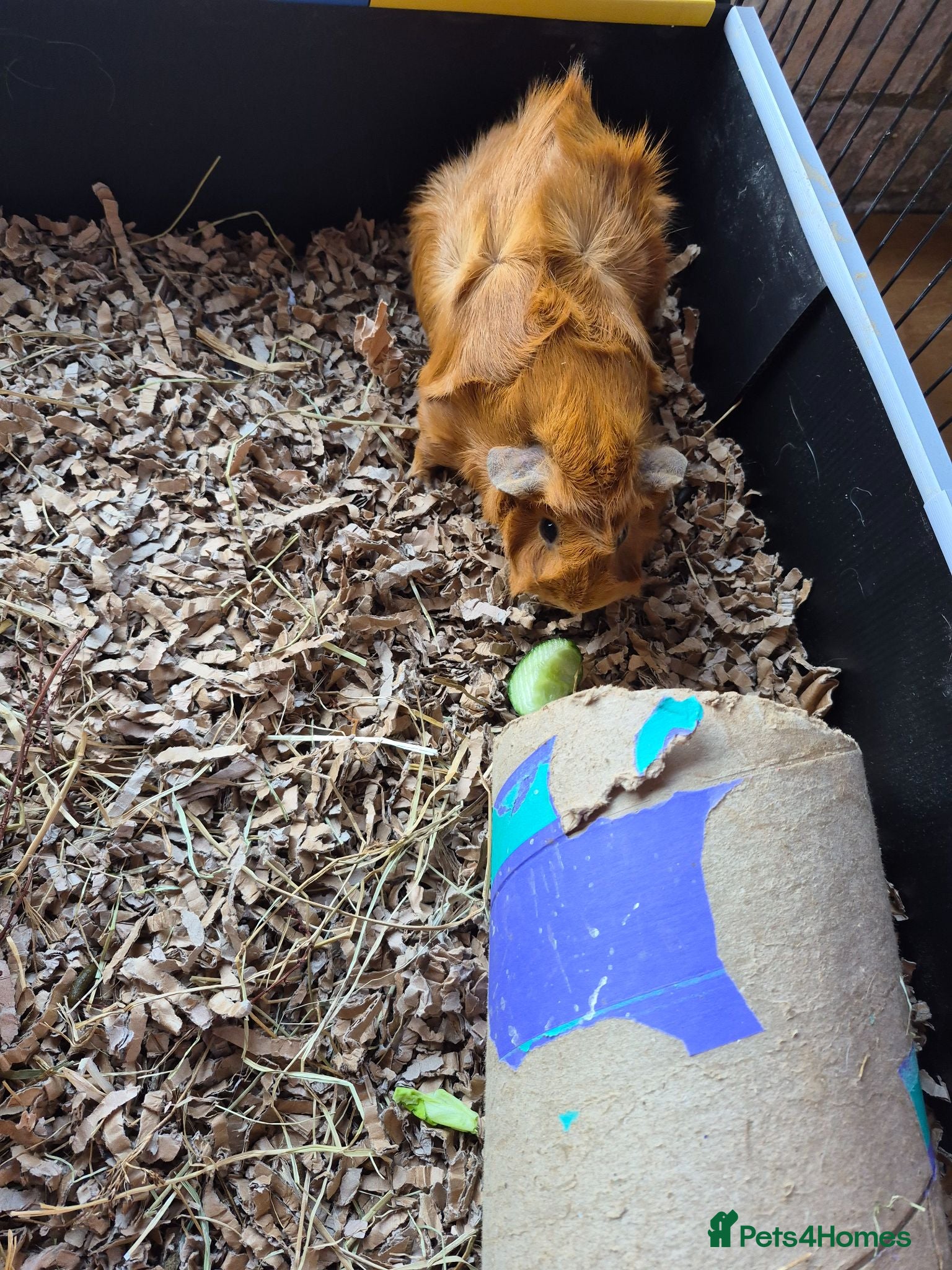 Guinea Pig rodents Two female Guinea Pigs for sale - Advert 2