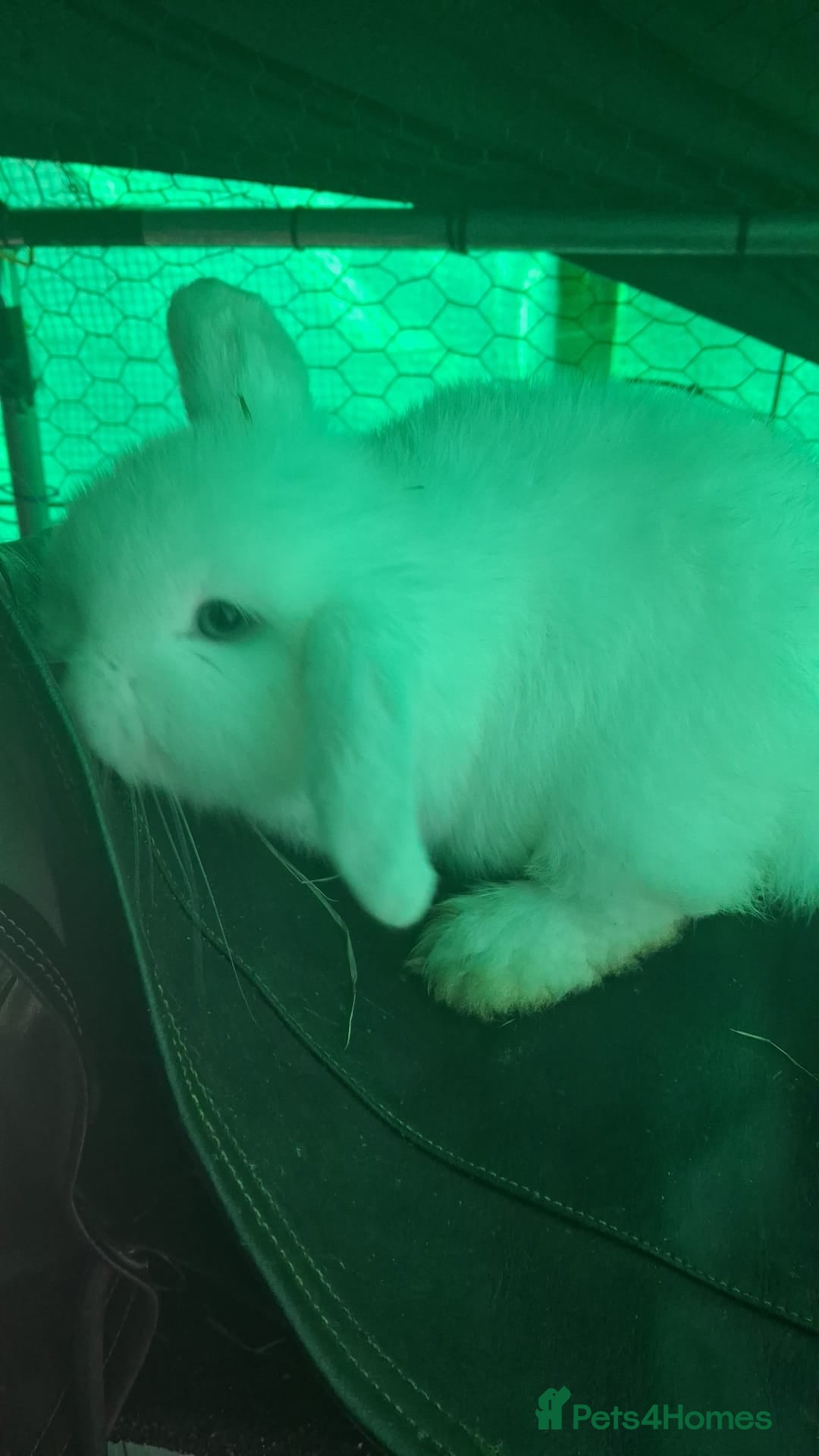 Mini Lop rabbits for sale: LAST 8 week old mini lop for sale  - Advert 3