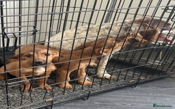 Mixed Breed dogs for sale: Adorable spaniel cross babies - Image 11