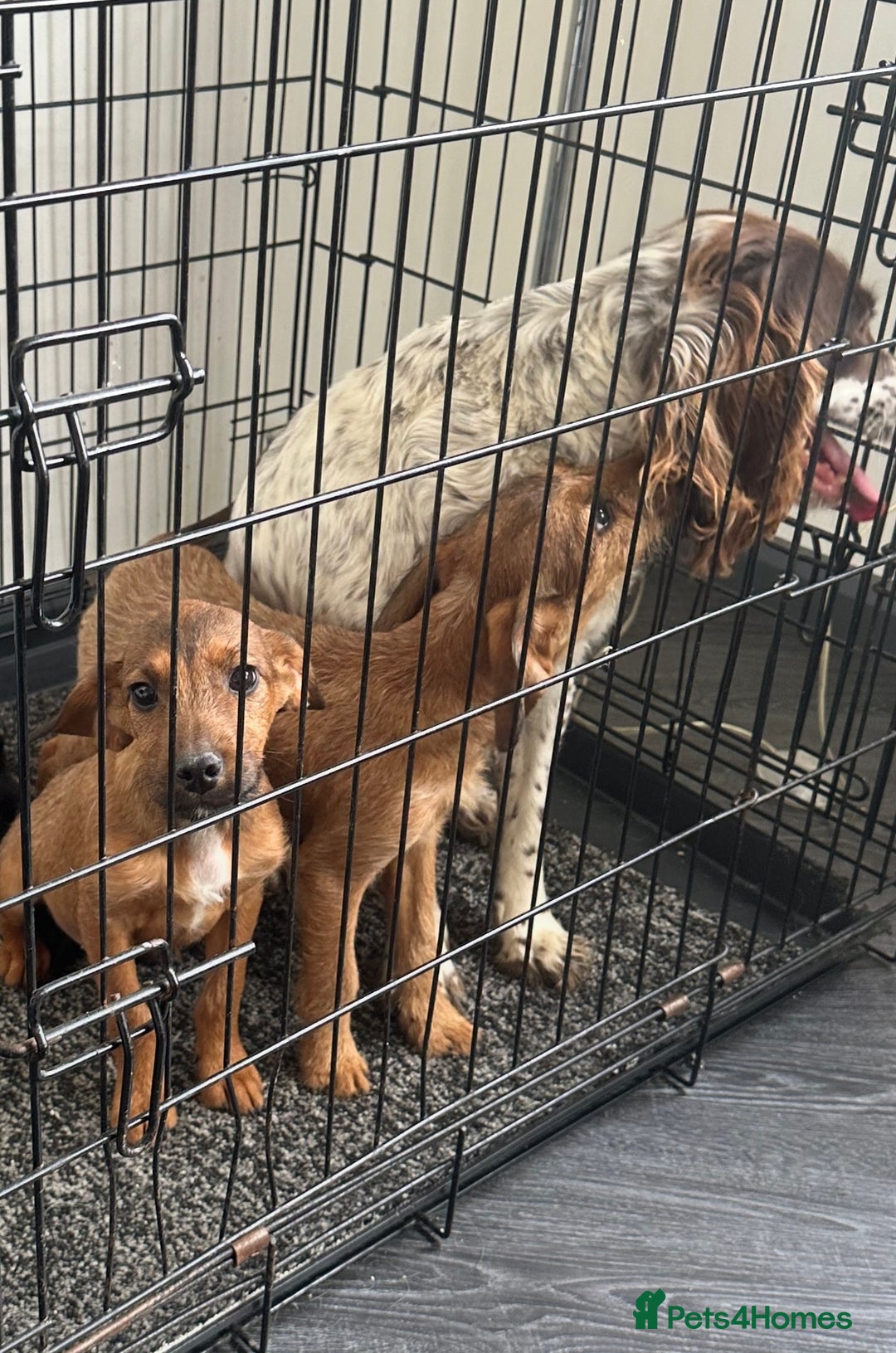 Mixed Breed dogs for sale: Adorable spaniel cross babies - Image 11