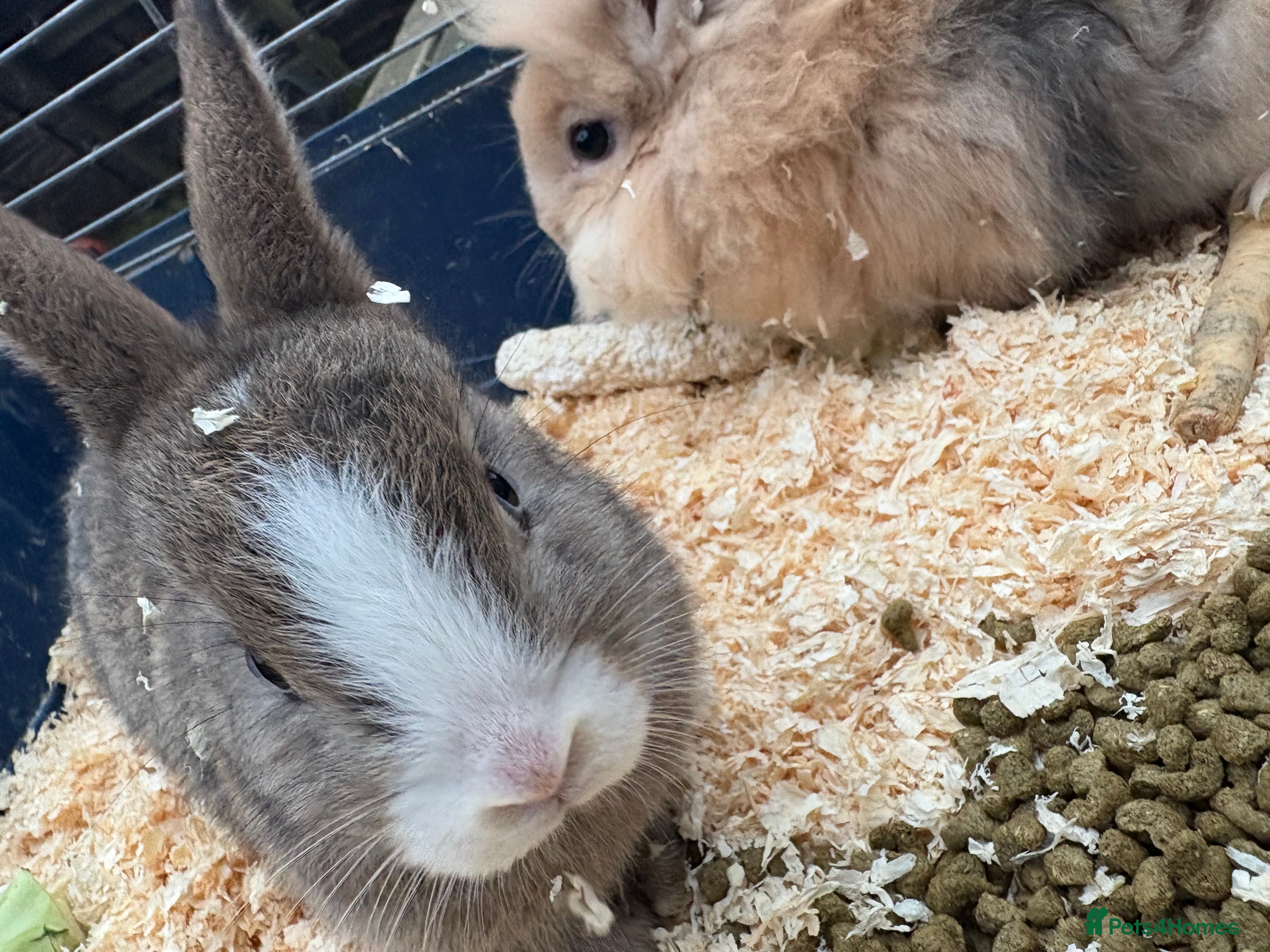 Mixed Breed rabbits Mixed breed rabbits ready now - Advert 23