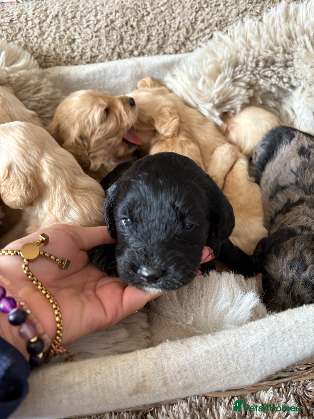 Labradoodle dogs for sale: Miniature Labradoodle Pups - Image 13