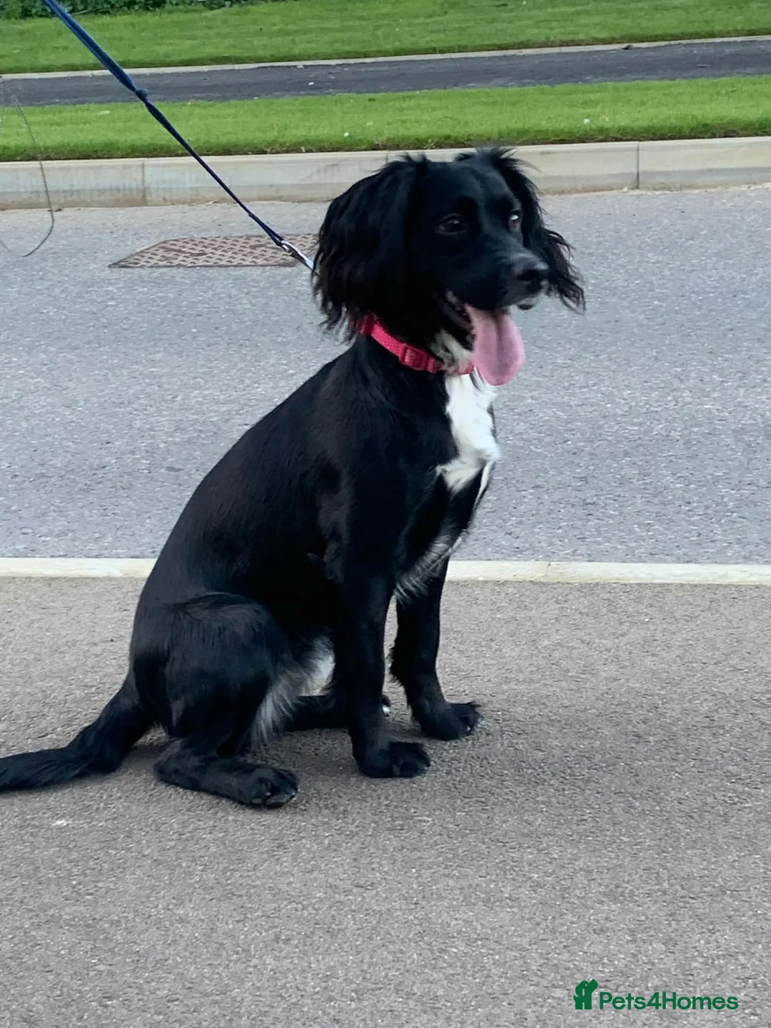 Field Spaniel dogs for sale: Relentless(ren) in West Malling - Advert 2