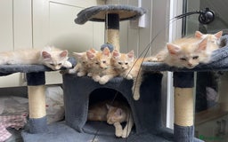 Maine Coon cats for sale: Maine Coon Cross Kittens  - Image 1