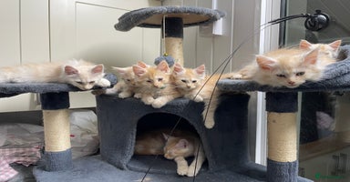 Maine Coon cats - Advert 10