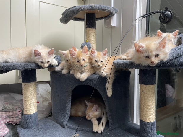Maine Coon cats - Advert 8