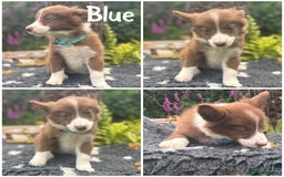 Border Collie dogs for sale: READY TO GO 2 LEFT KC Reg Red+White Border Collies - Image 4