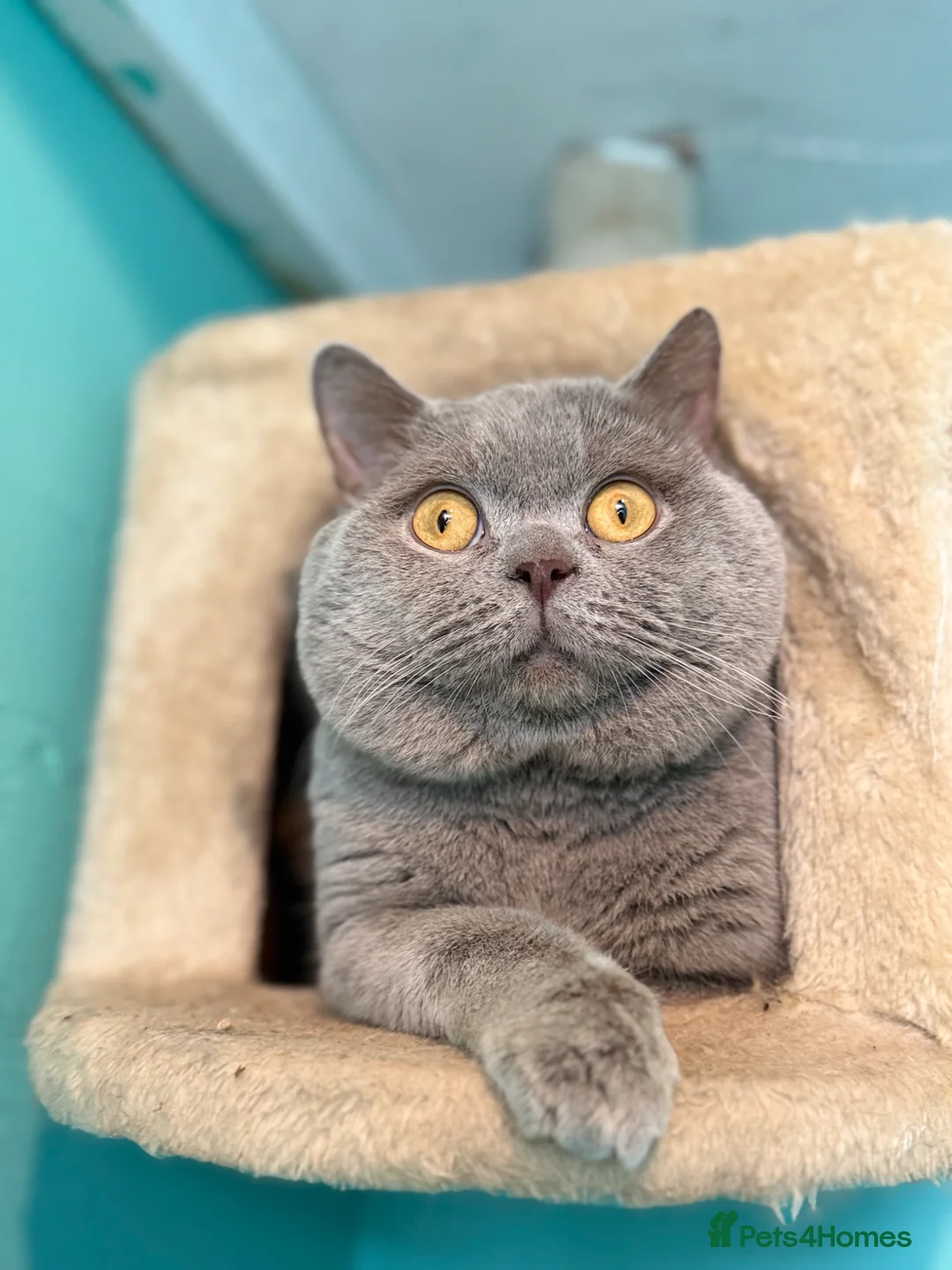 British Shorthair cats for stud: GCCF Lilac BSH for stud duties 💜🐻  - Advert 1