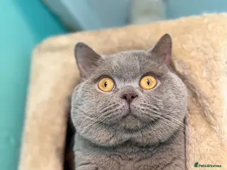 British Shorthair cats GCCF Lilac BSH for stud duties ๐๐ป - Advert 9