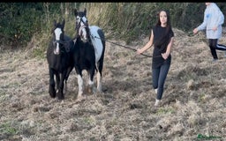 Irish Cob horses for sale: For sale 4 years mare - Image 4