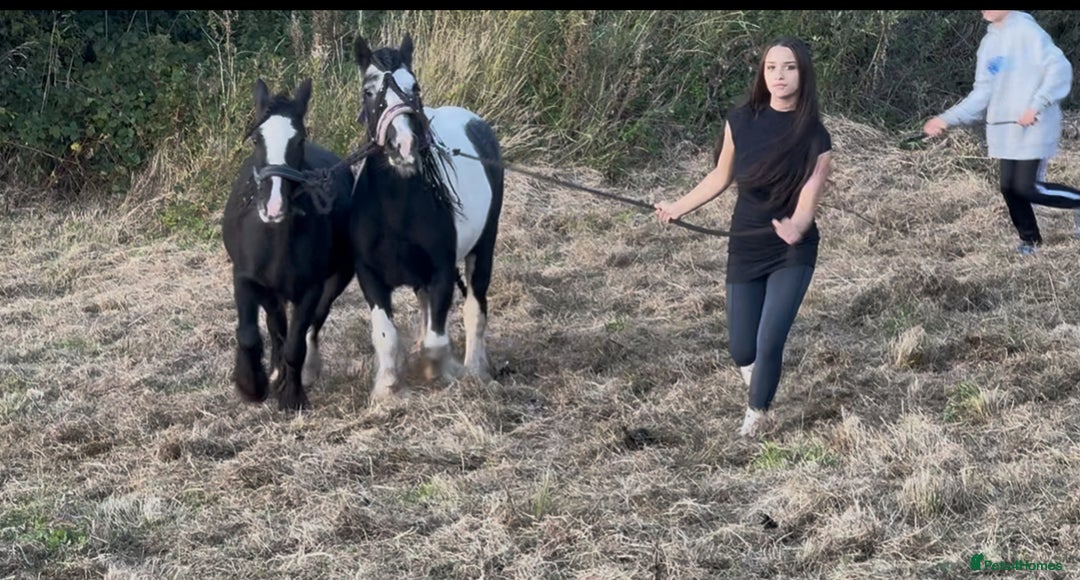 Irish Cob horses for sale: For sale 4 years mare - Image 4