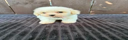 Miniature Poodle dogs for sale: Miniature poodles 2 boys 2 girls  - Advert 9
