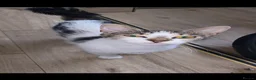 Domestic Shorthair cats for sale: Kitten for sale  in Manchester - Advert 2