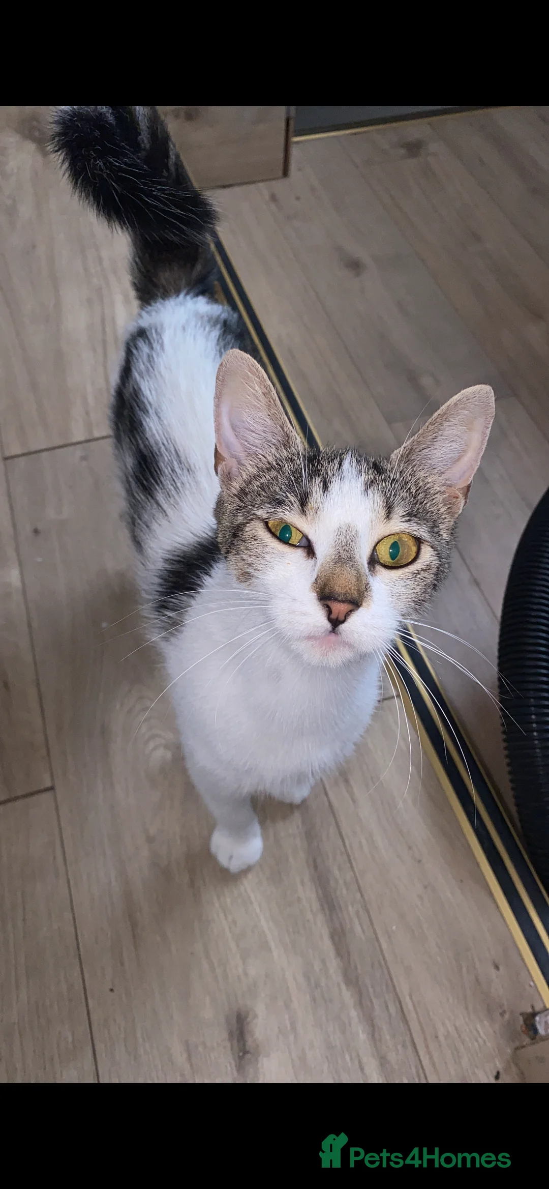 Domestic Shorthair cats for sale: Kitten for sale  in Manchester - Advert 2