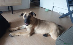 Mixed Breed dogs for sale: Beautiful Cane corso x German Shepherd female - Image 1