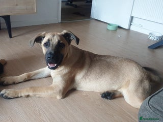 Mixed Breed dogs for sale - Advert 1