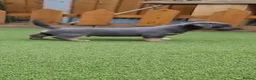 Jack Russell dogs for sale: Lilac/ Blue and Tan  Jack Russell puppies - Advert 8