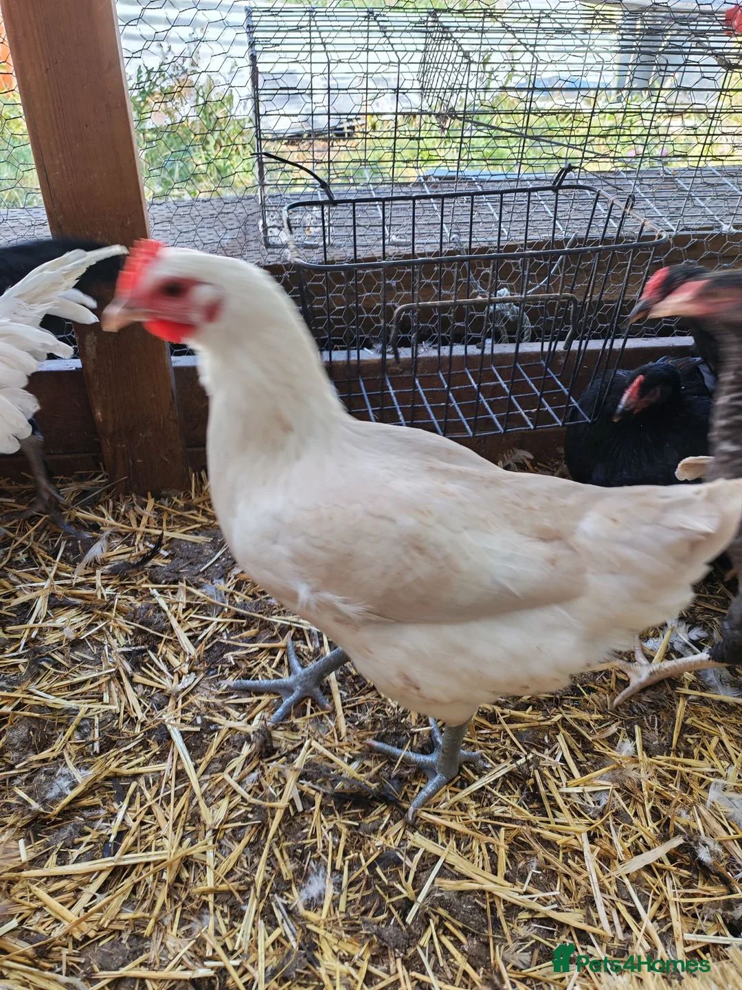 Chickens poultry for sale: POL chickens - Advert 2