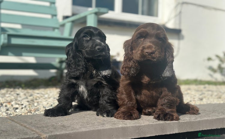 Cocker Spaniel dogs - Advert 9
