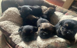 Border Terrier dogs for sale: Border Terrier Puppies For Sale  - Image 6