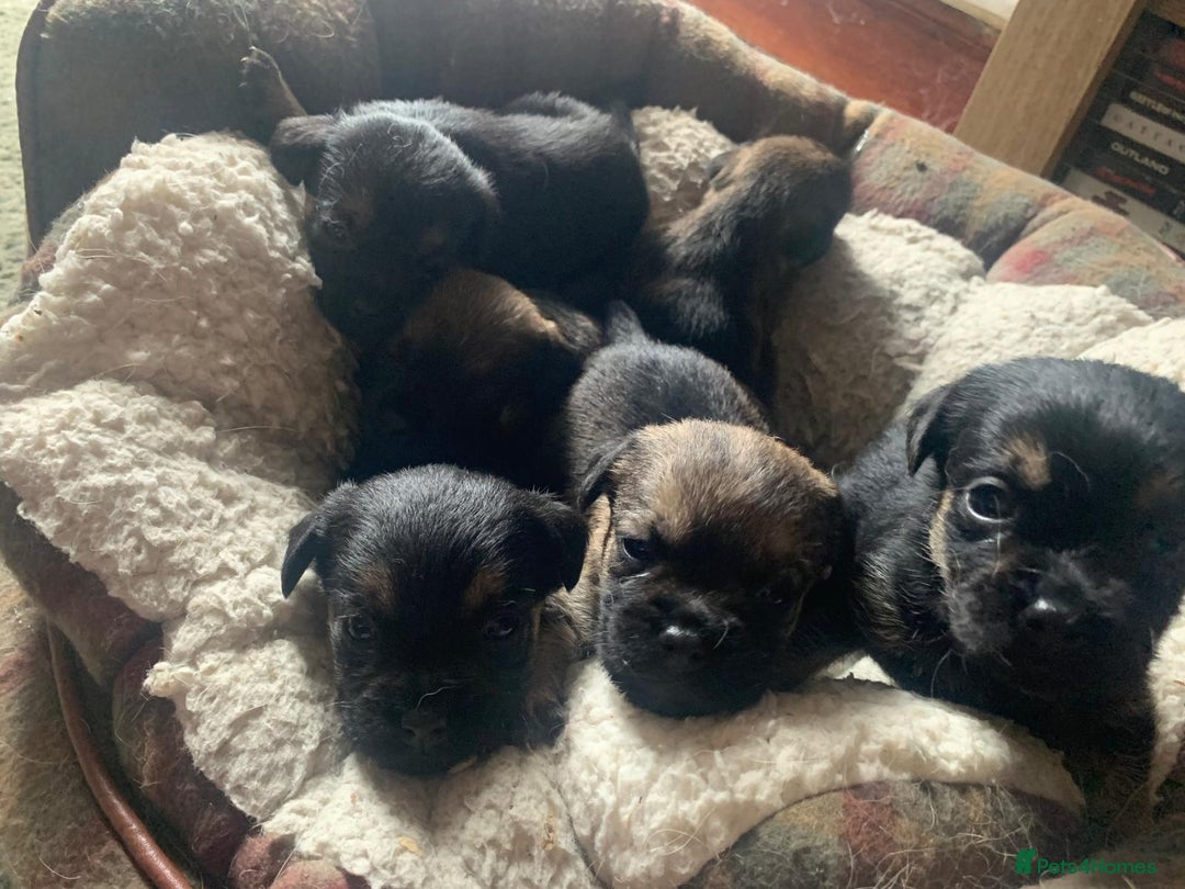Border Terrier dogs for sale: Border Terrier Puppies For Sale  - Image 6