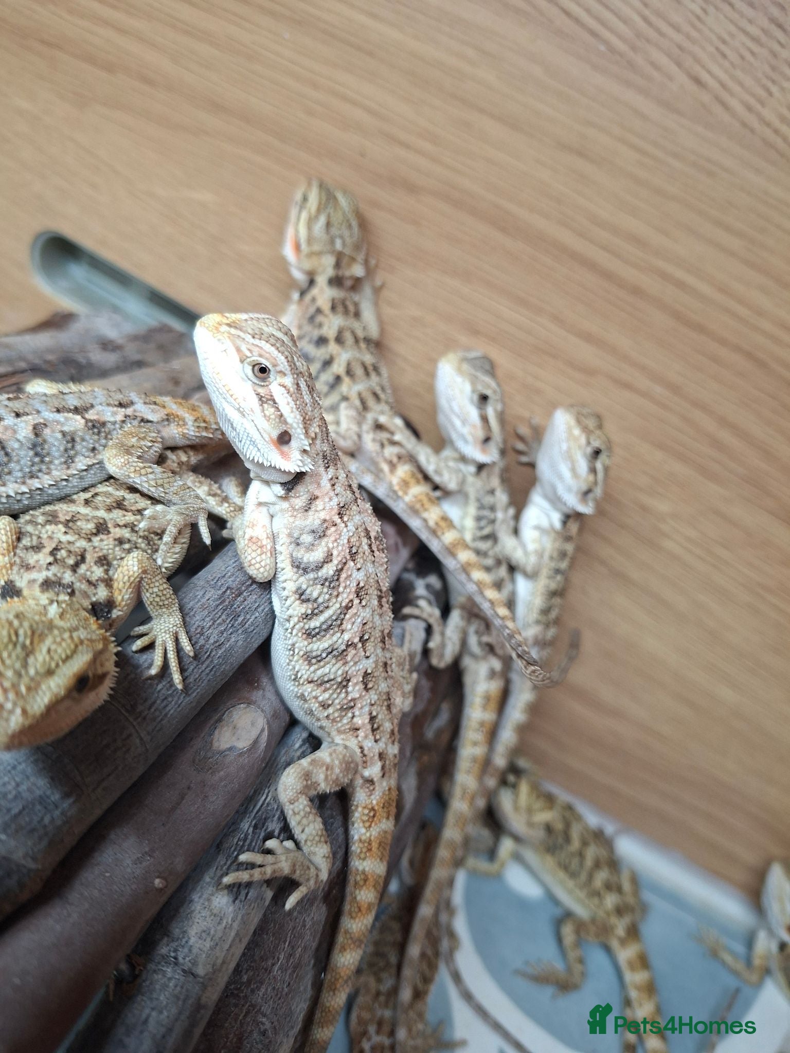 Bearded Dragon reptiles Baby bearded dragons for sale - Advert 10