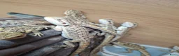Bearded Dragon reptiles for sale: Baby bearded dragons for sale - Advert 1