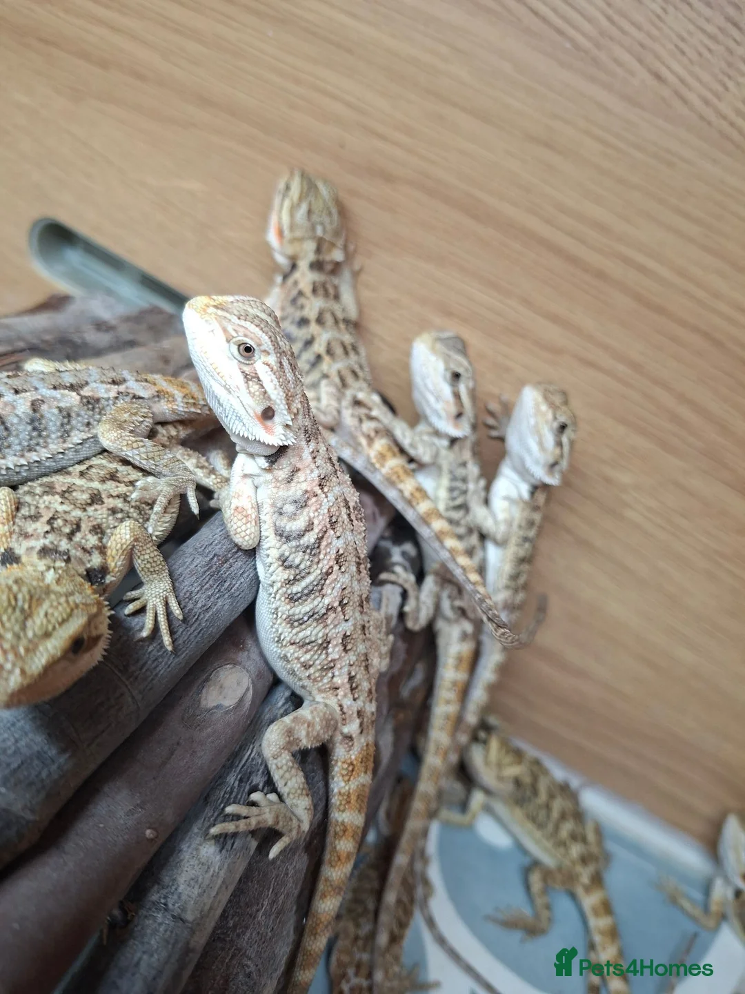 Bearded Dragon reptiles for sale: Baby bearded dragons for sale - Advert 1