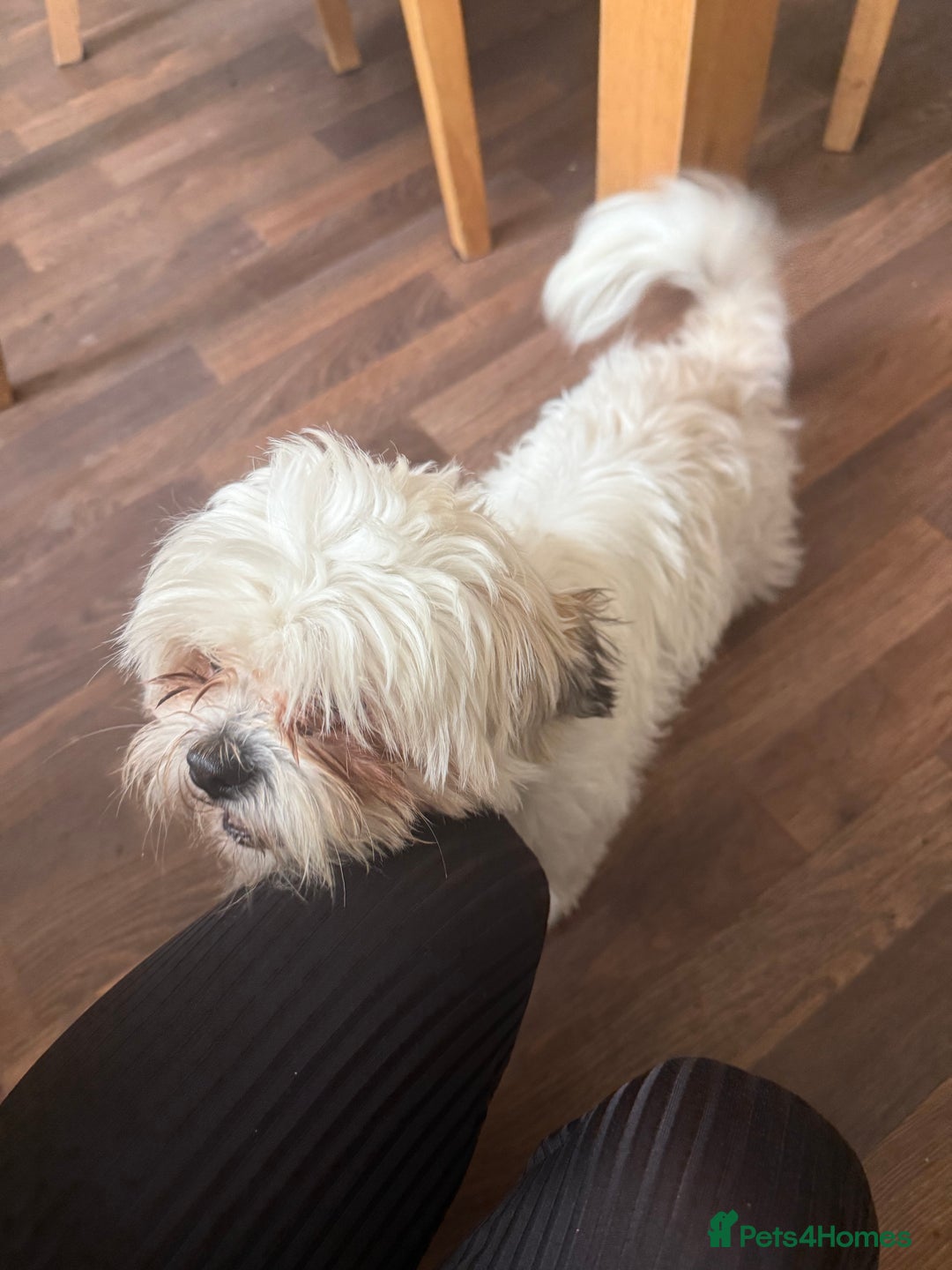 Mixed Breed dogs for sale: Shih tzu girl  - Image 7