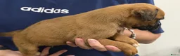 Boxer dogs for sale: Kc reg Boxer puppies  - Advert 9