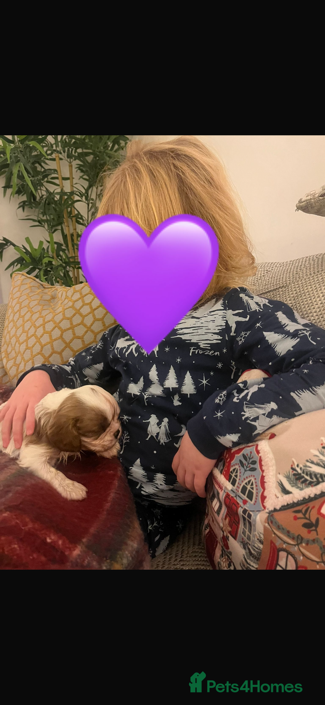 Cavalier King Charles Spaniel dogs for sale: Singleton Blenheim Cavalier Boy – Family Raised - Advert 6