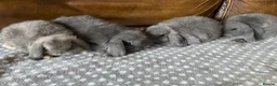 Mini Lop rabbits for sale: 4 gorgeous pure mini lops - Advert 8
