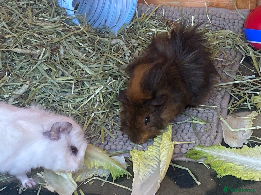 Guinea Pig rodents for sale: SOLO PIGGY FOREVER HOME🤎 - Advert 3